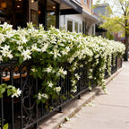 Midnight Perfume Jasmine Seeds